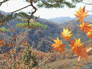 隐秘花园：盛夏的温柔触碰